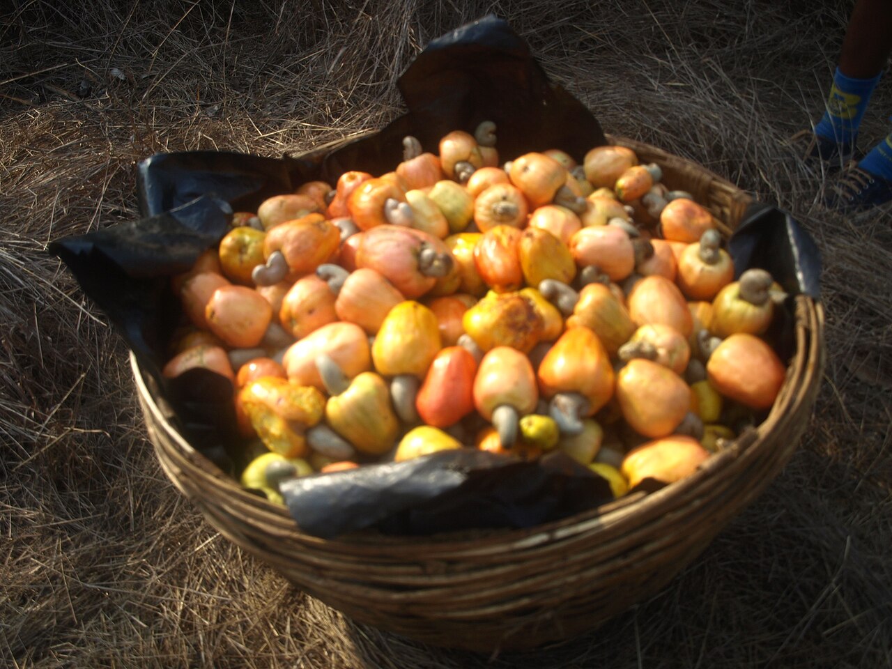 Cashew apples used to make feni